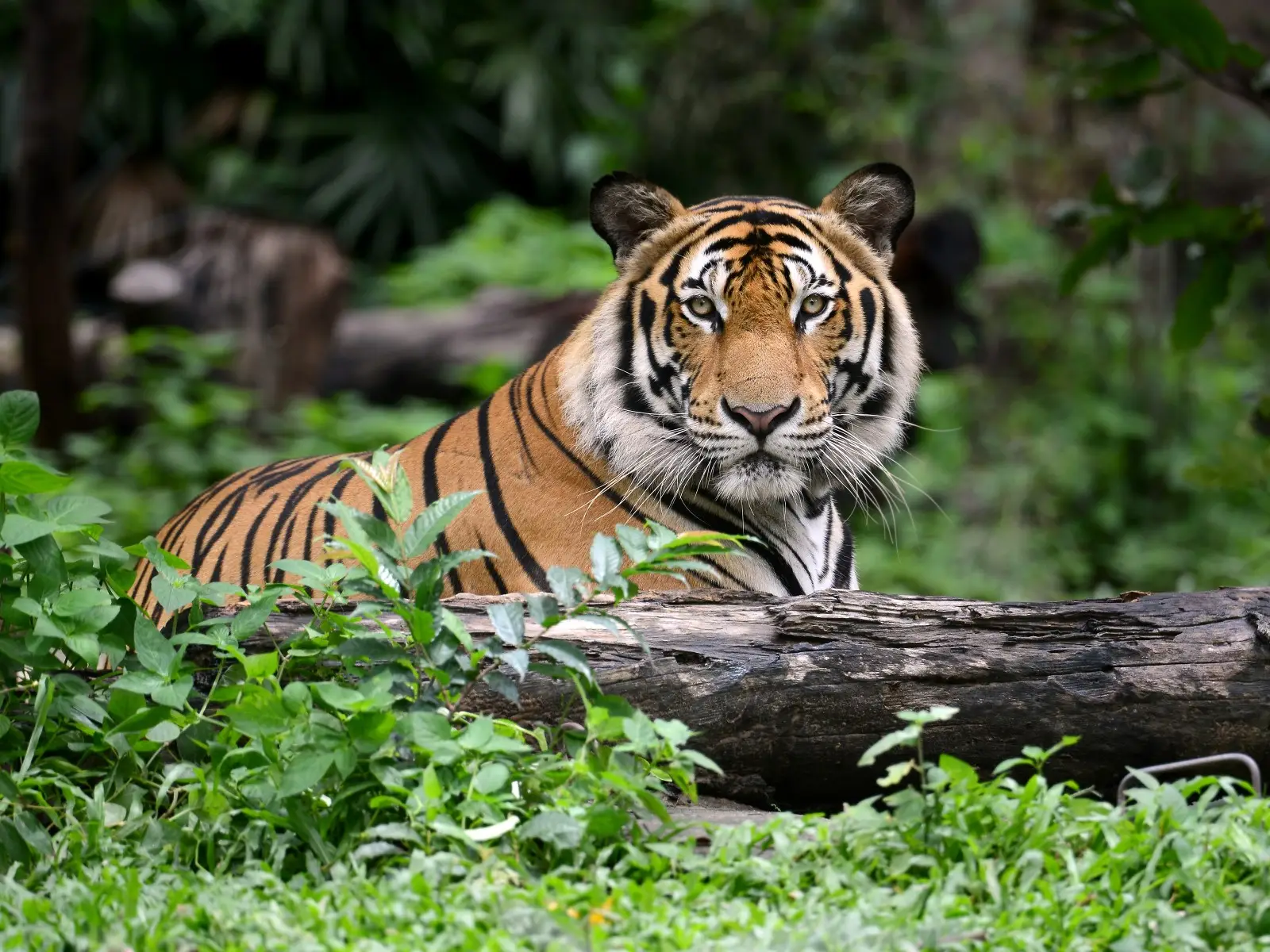 Indie - Kolorowe Indie Poudniowe