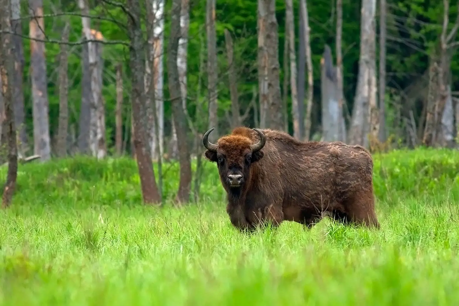 Polska - Podlasia czar