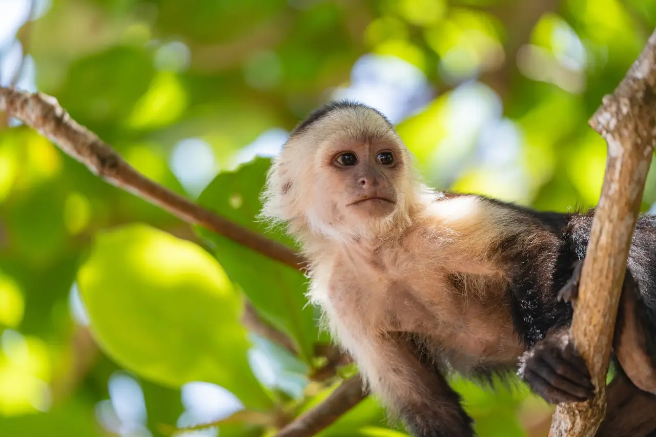 Kostaryka - Wakacje w d�ungli - wylot z Warszawy