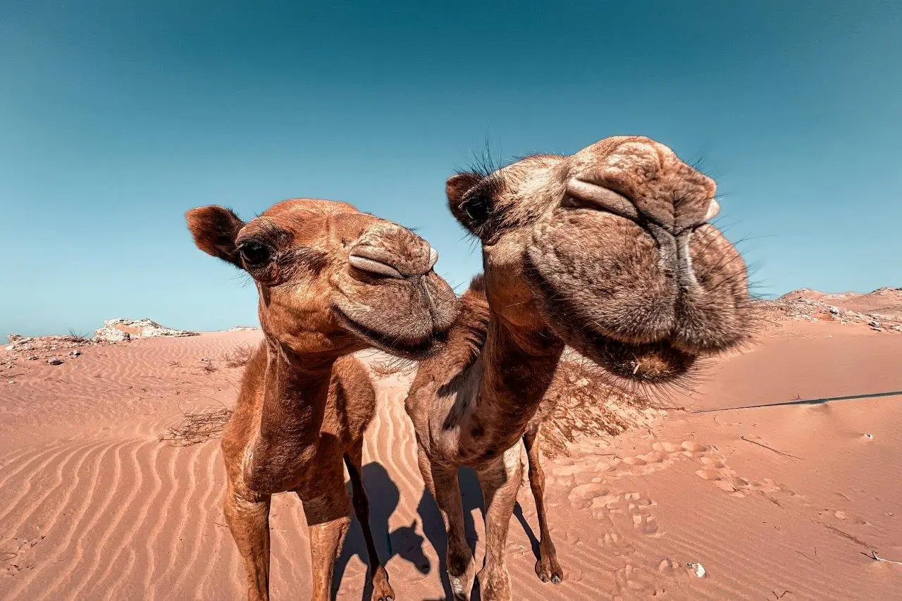 Egipt - Sharm el Sheikh i Kair - W kraju faraonw - wylot z Warszawy, Gdaska, Katowic, Krakowa, Wrocawia (all inclusive)