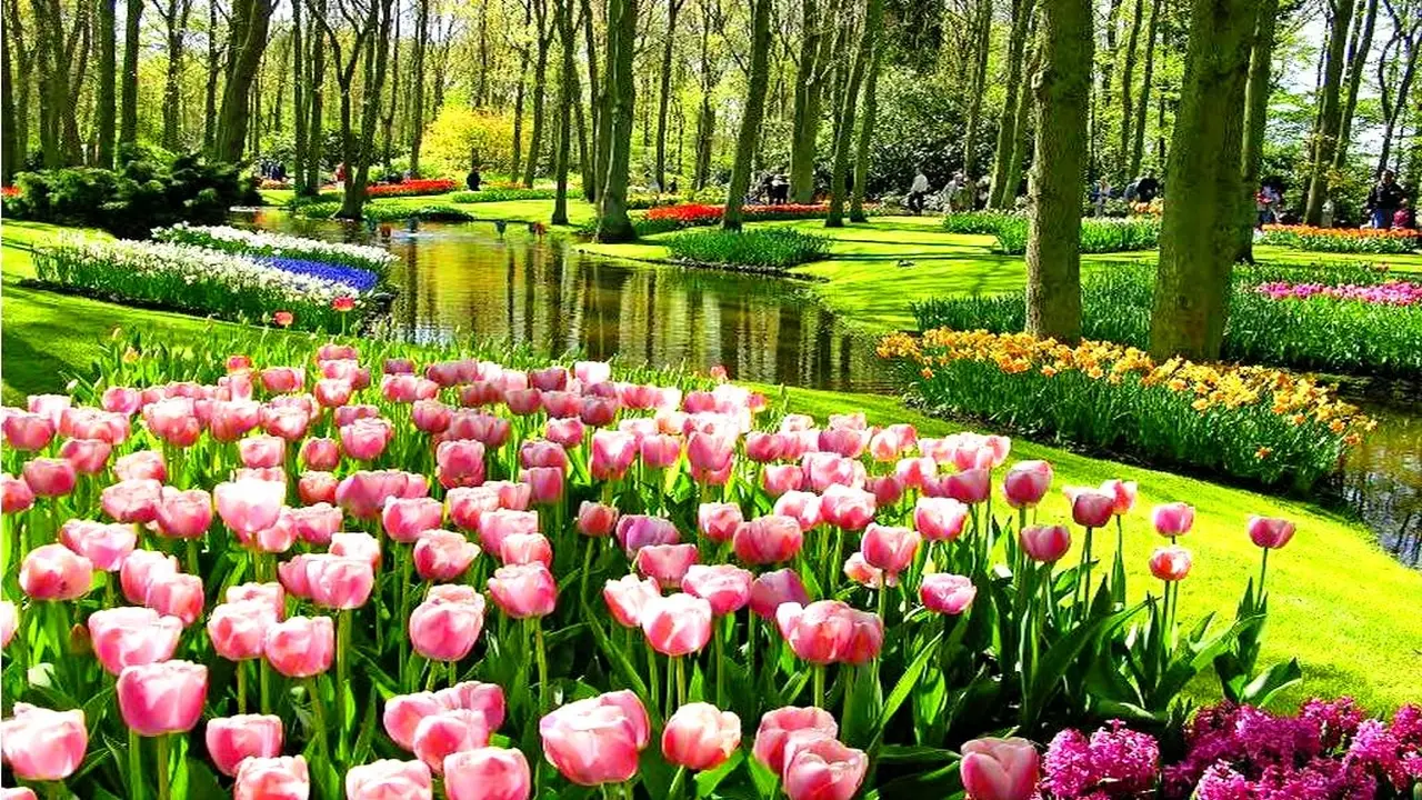 Luksemburg, Belgia, Holandia - Parada Kwiat�w w Holandii