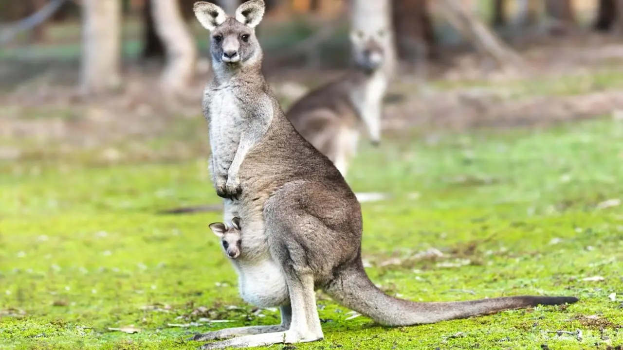 Australia - Wyprawa do Australii - wylot z Warszawy