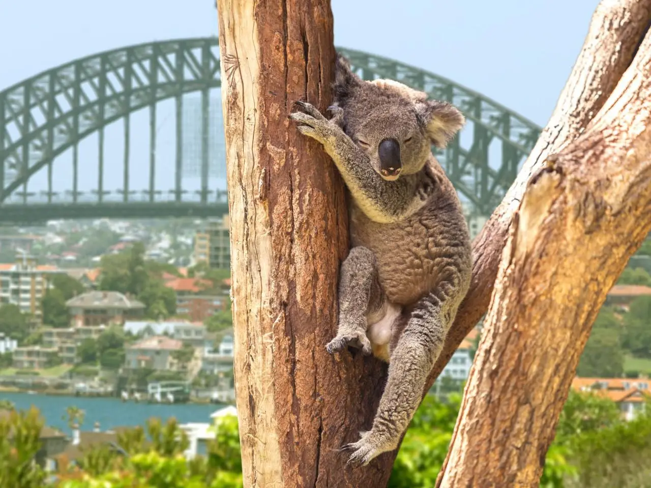 Australia - Wyprawa do Australii - wylot z Warszawy