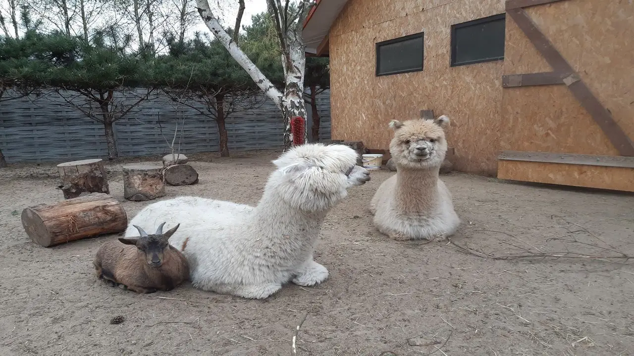 Uniej�w - kolonia survivalowa