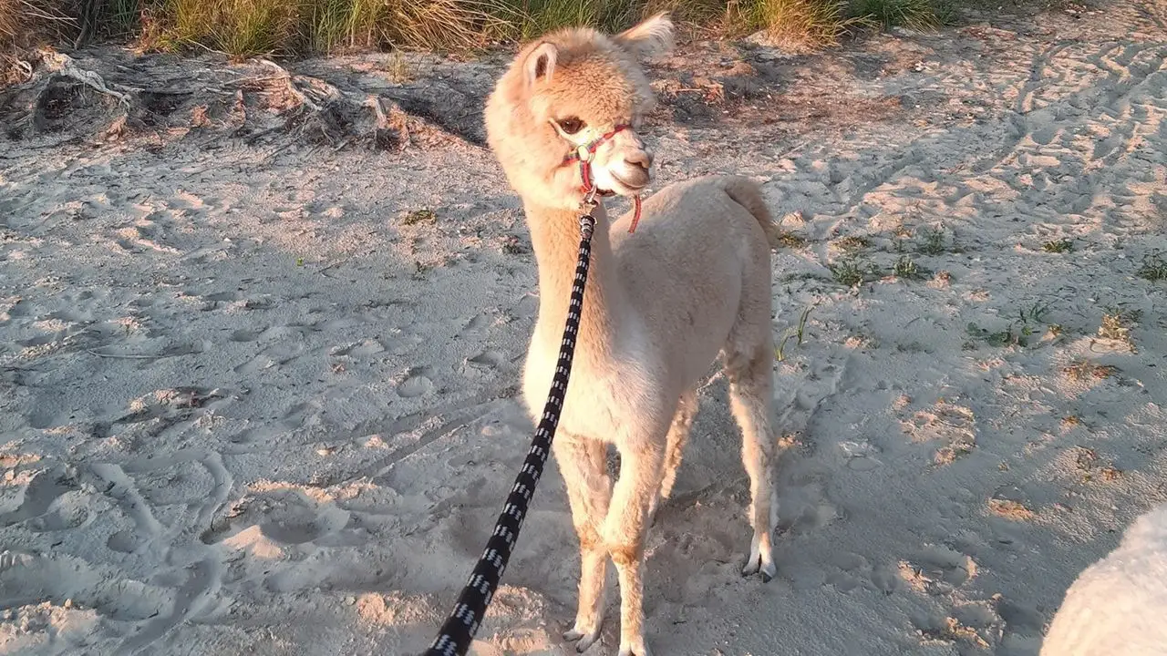 Uniej�w - kolonia survivalowa