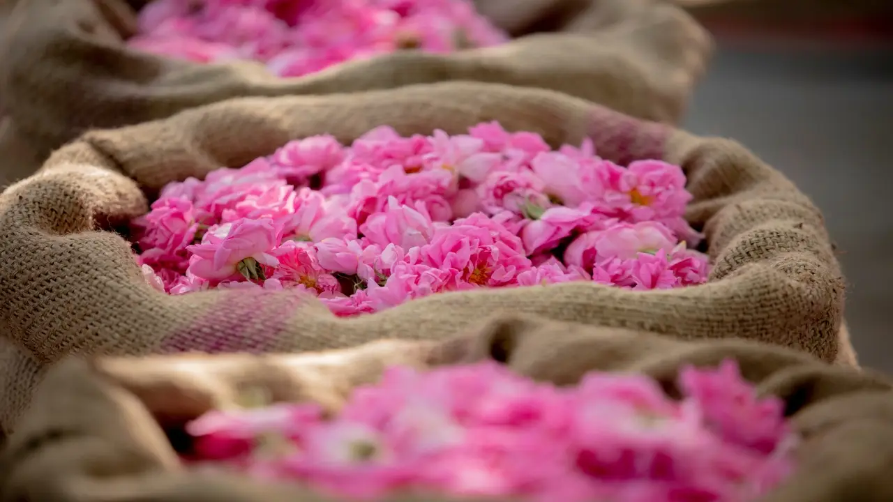 Arabia Saudyjska, Kuwejt, Oman - Trzy oblicza P�wyspu Arabskiego