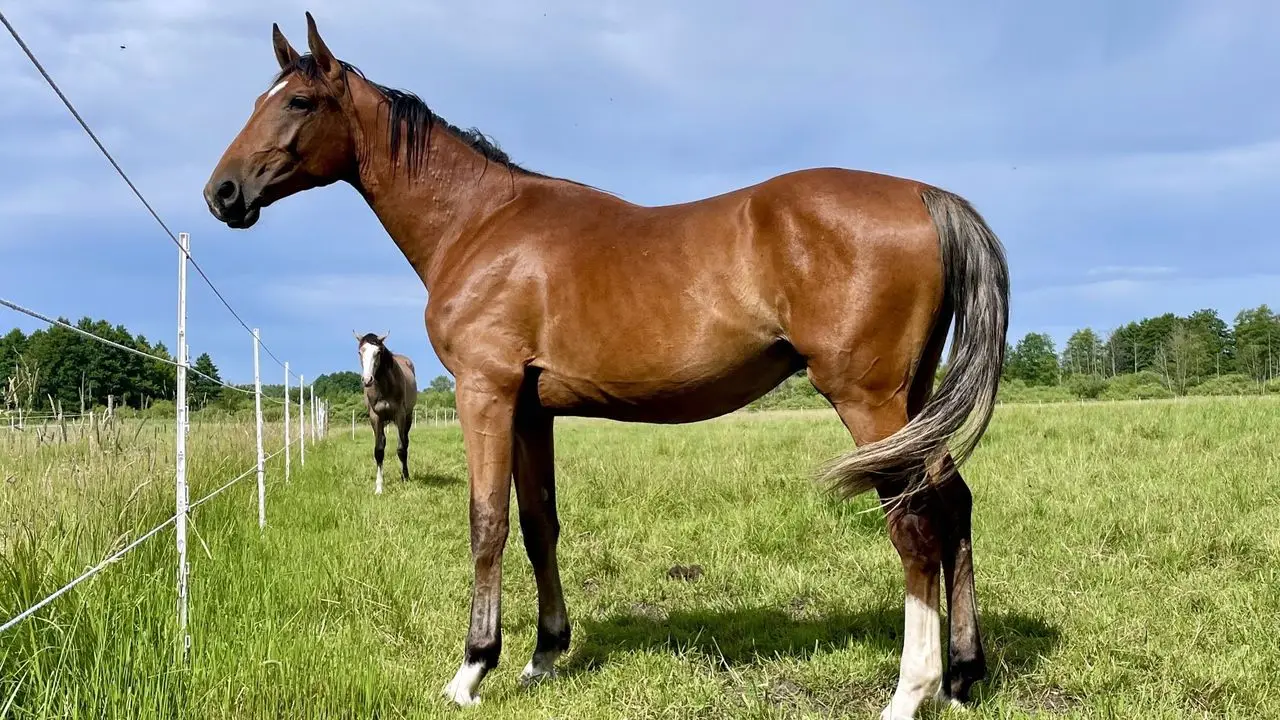 Czaplinek - ob�z jazdy konnej