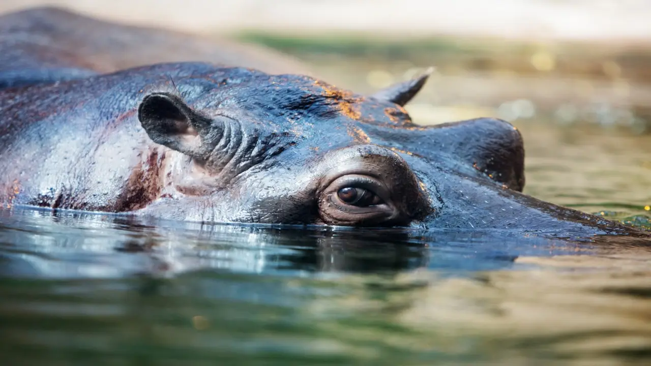 RPA, Eswatini, Mozambik, Zambia, Zimbabwe, Botswana - Sze�� kraj�w Afryki