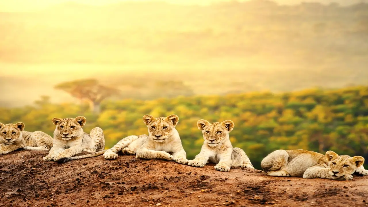 RPA, Eswatini, Mozambik, Zambia, Zimbabwe, Botswana - Sze�� kraj�w Afryki