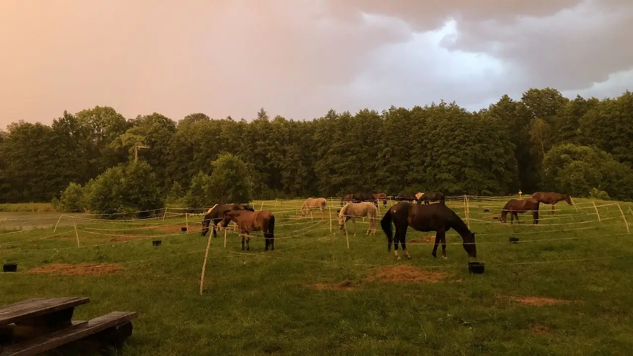 Opolszczyzna Bory Niemodli�skie - m�odzie�owy rajd konny