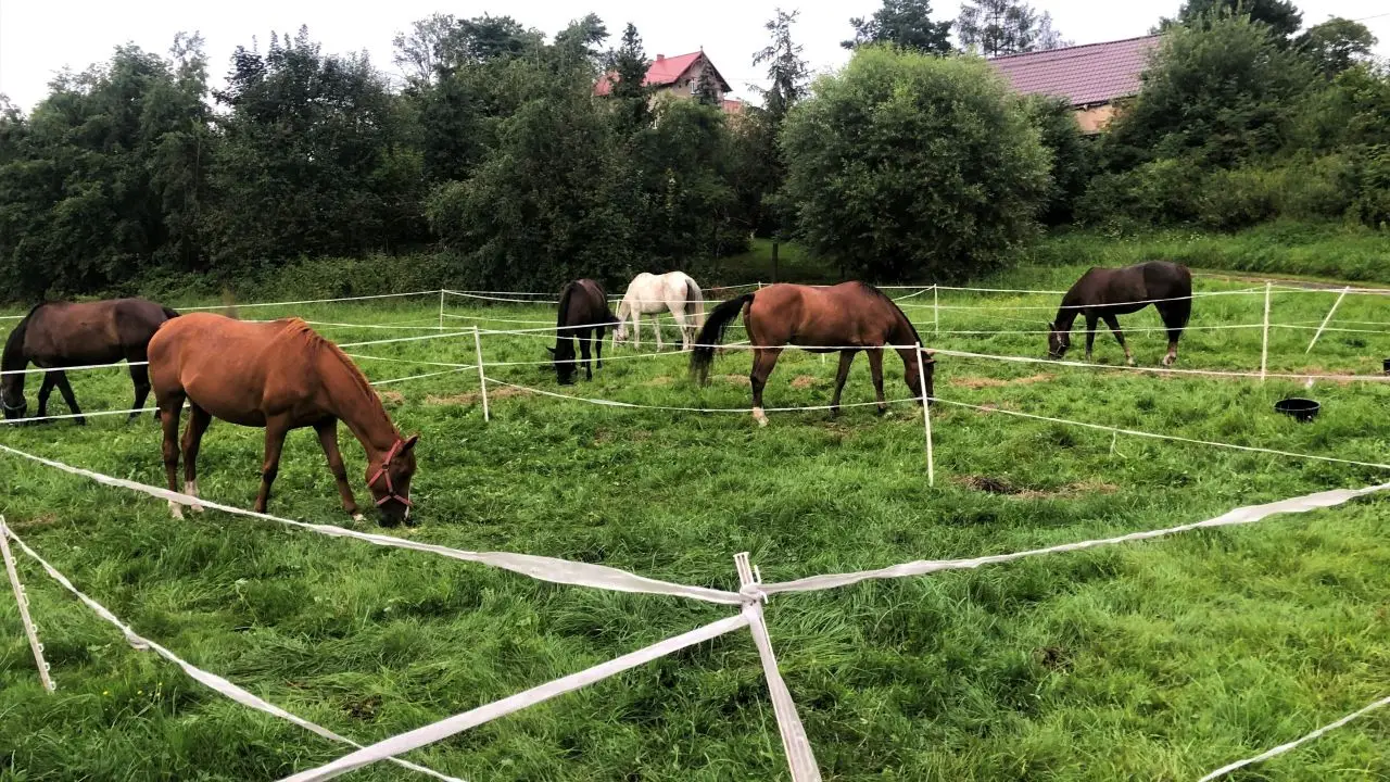 Opolszczyzna Bory Niemodli�skie - studencki rajd konny
