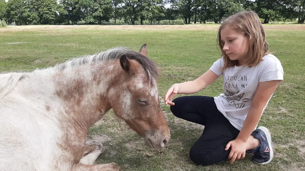 Przysiecz - kolonia ABC jazdy konnej