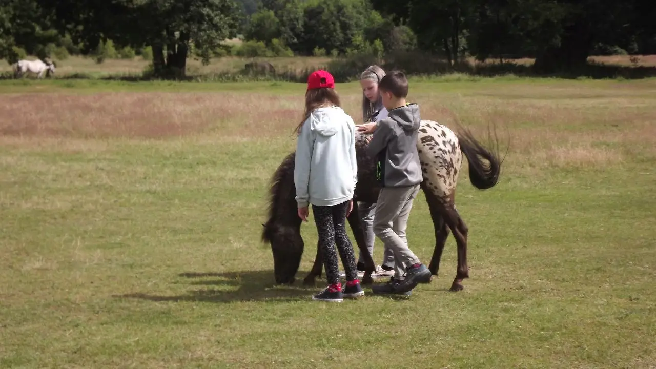 Przysiecz - kolonia ABC jazdy konnej