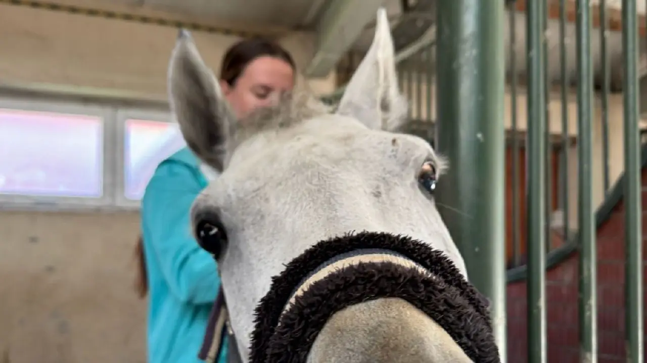 Zakrz�w - kurs jazdy konnej PLUS - Rozw�j je�dziecki