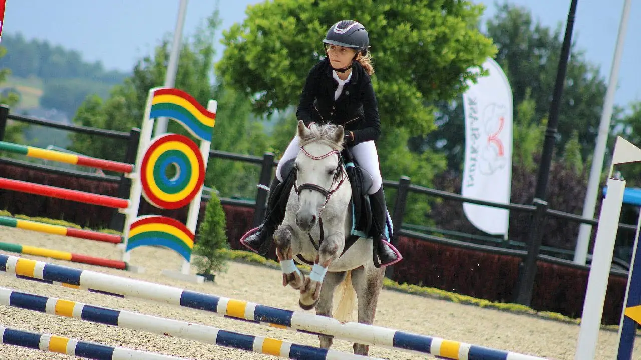 Zakrz�w - kurs jazdy konnej SPORT - Camp Sportowy