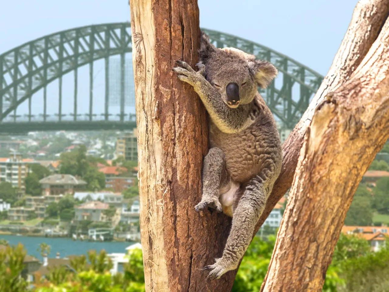 Australia - Wyprawa do Australii - wylot z Warszawy