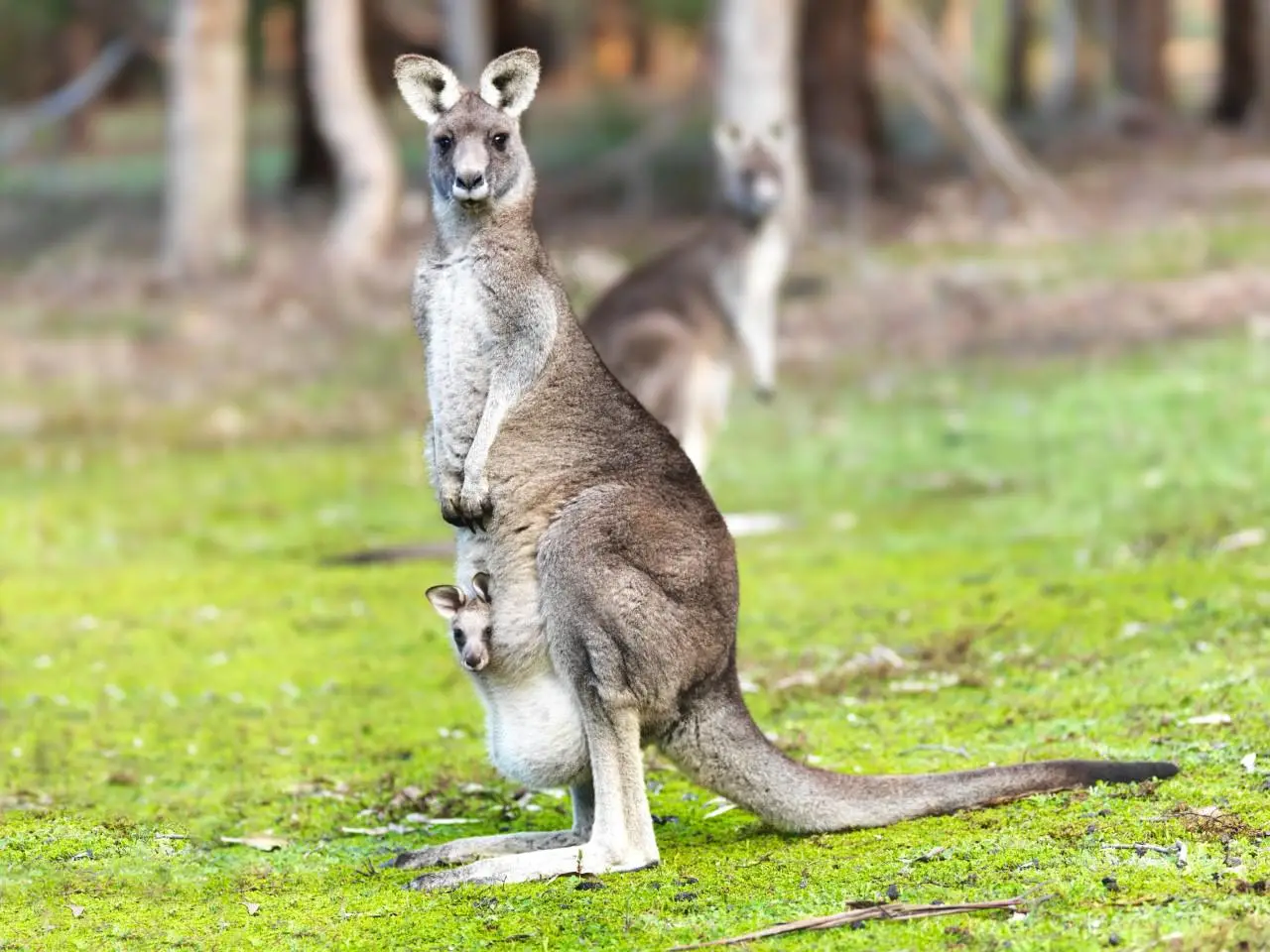 Australia - Sydney - wyprawa do krainy kangur�w - wylot z Warszawy