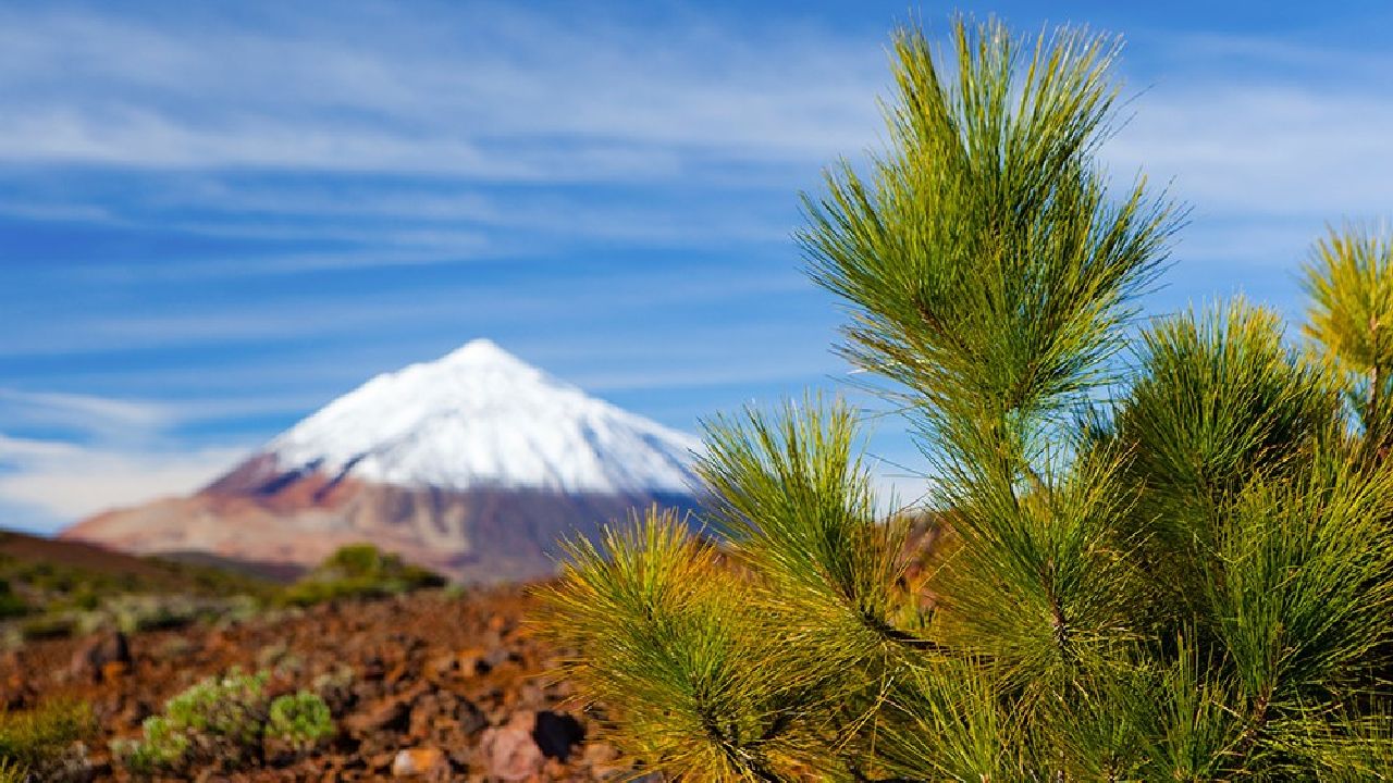 Hiszpania - Teneryfa - indywidualny kurs j. hiszpaskiego rodziny ENFOREX - wiek: 18+