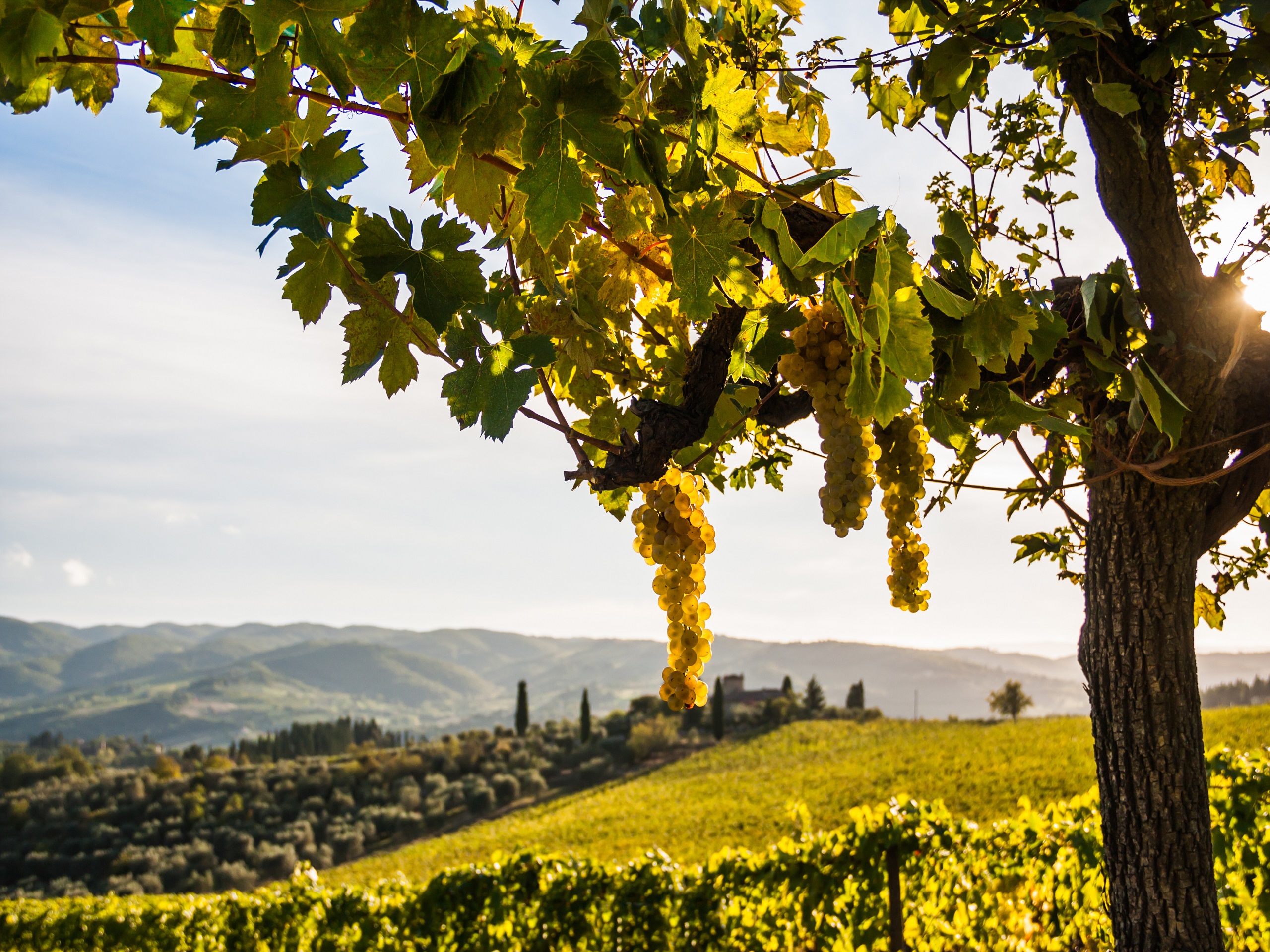 Wochy - Toscana Tour