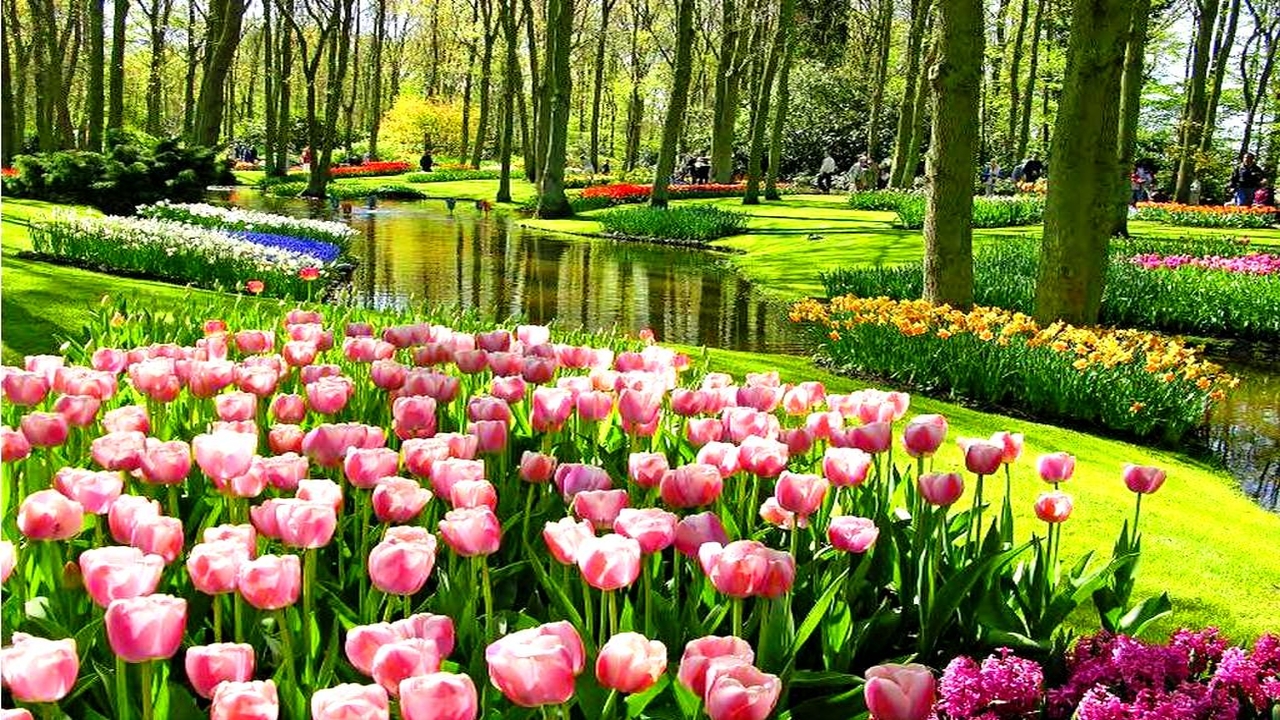 Luksemburg  Belgia  Holandia - Parada Kwiatw w Holandii