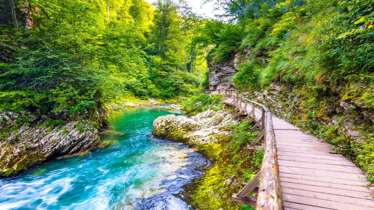 Sowenia - Zachwycajca Sowenia