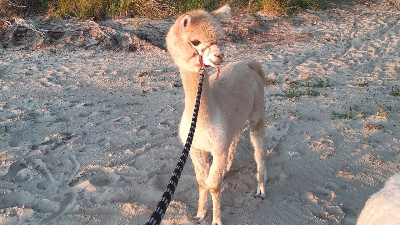 Uniej�w - kolonia i ob�z j�zyka angielskiego