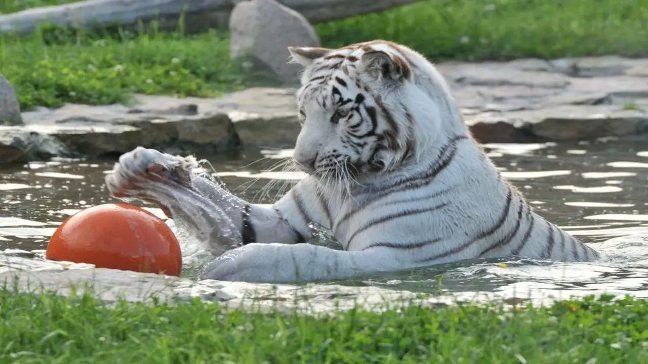 Uniej�w - ob�z - Termalna Przygoda