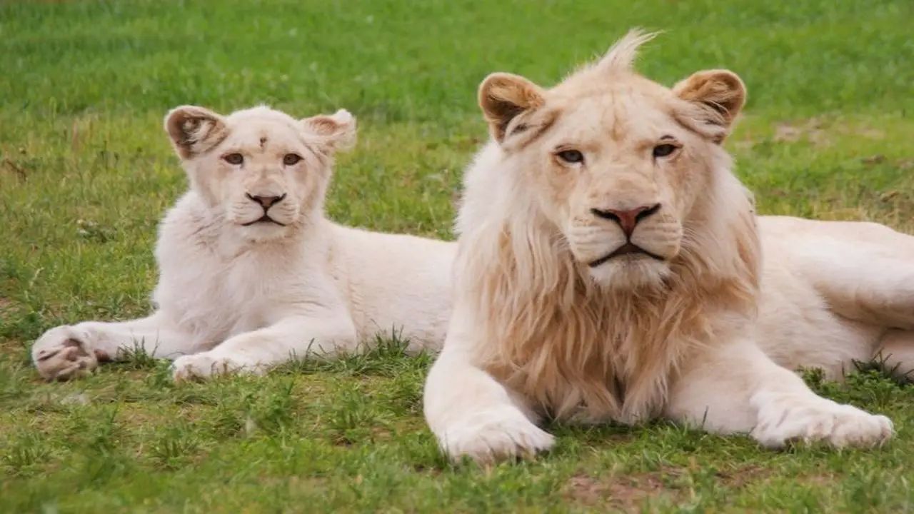 Uniej�w - KLUB URWISA - kolonia