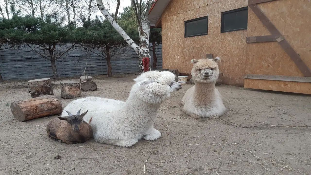 Uniej�w - KLUB URWISA - kolonia