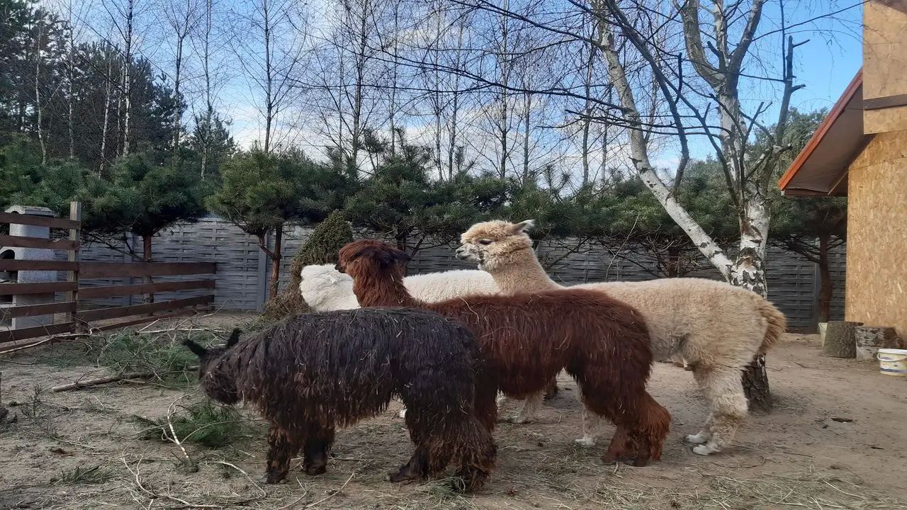 Uniej�w - KLUB URWISA - kolonia