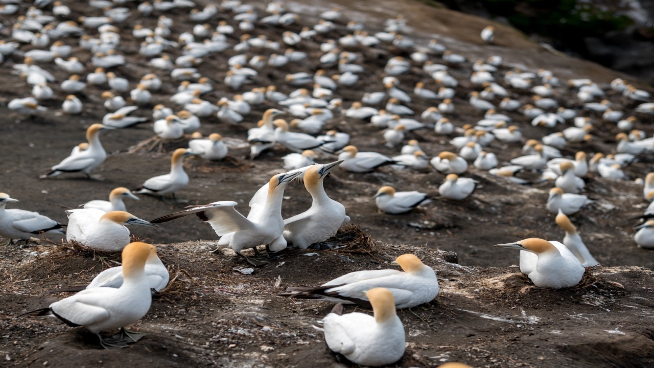 Nowa Zelandia, Australia - Po drugiej stronie Ziemi