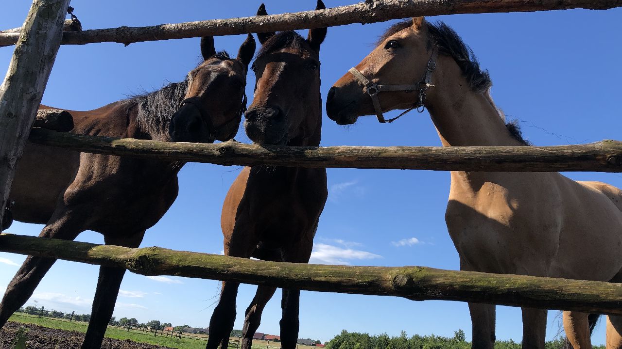 Opolszczyzna Bory Niemodli�skie - m�odzie�owy rajd konny